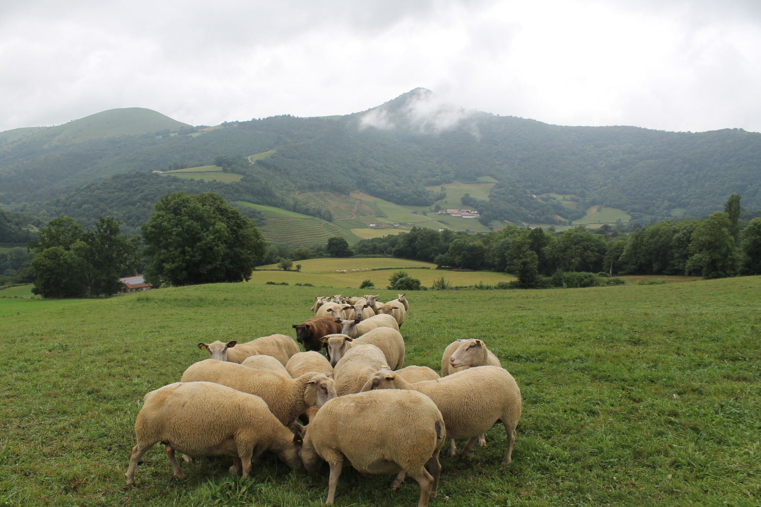 Mattin Erramoun  Begotenia  brebis paysage - Copie