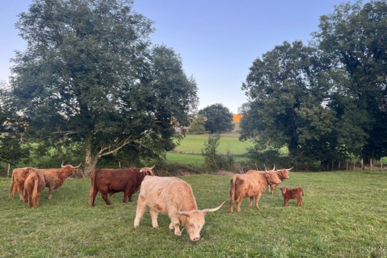 Oihanartia-vaches