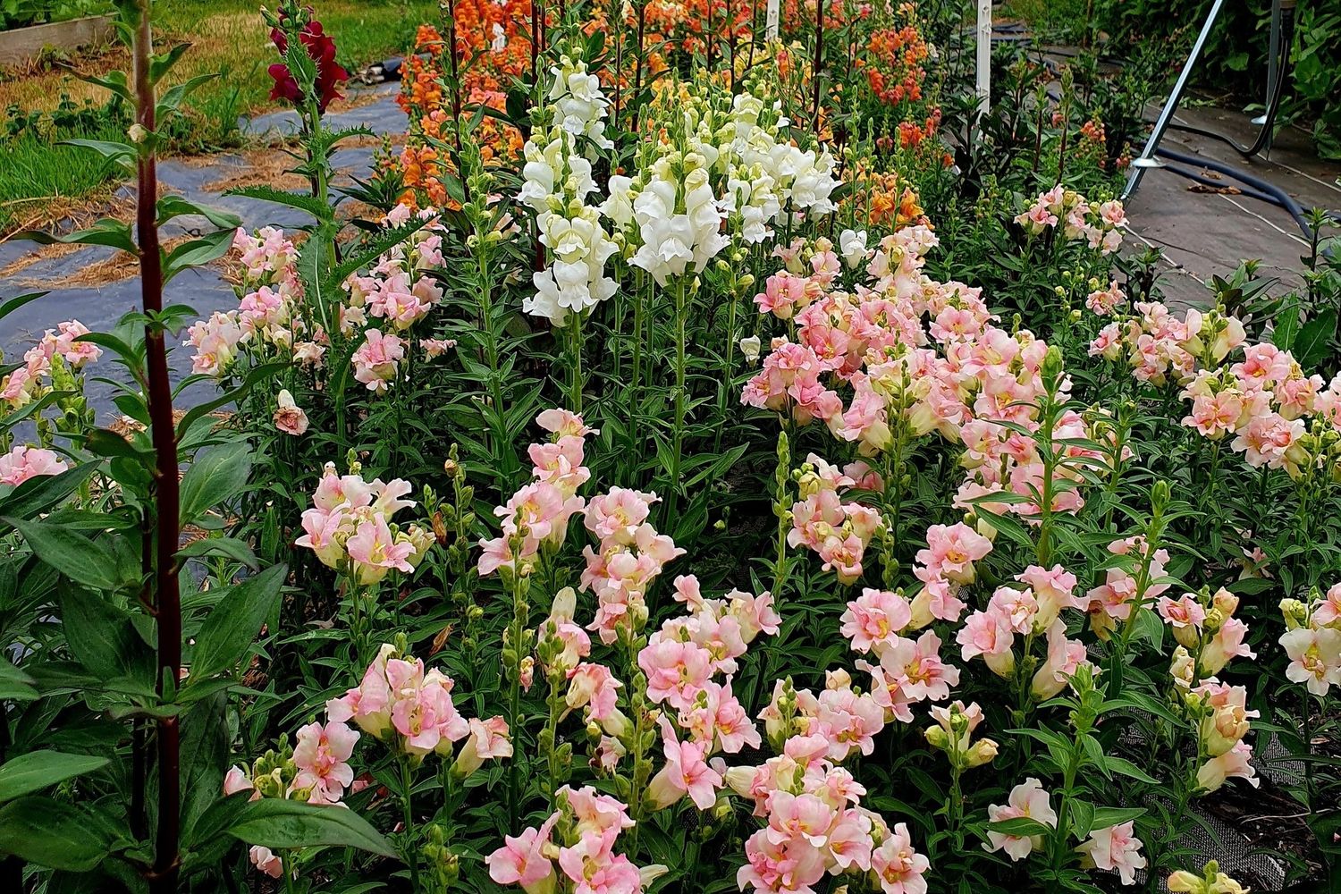 Oreka - Mufliers planche