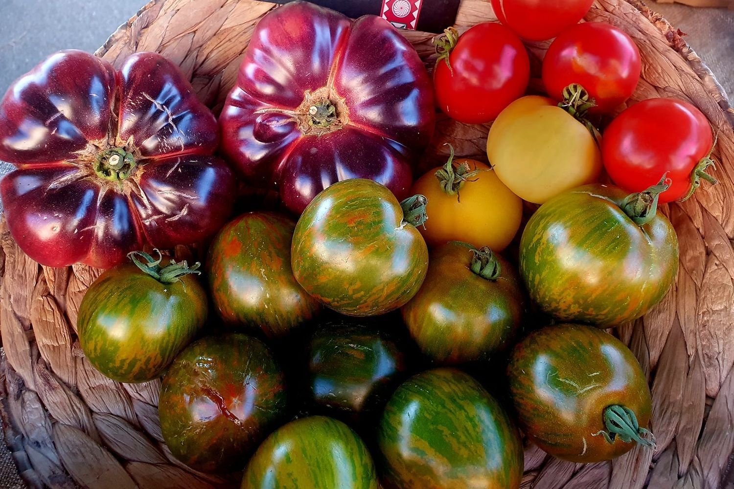 Oreka - tomates anciennes