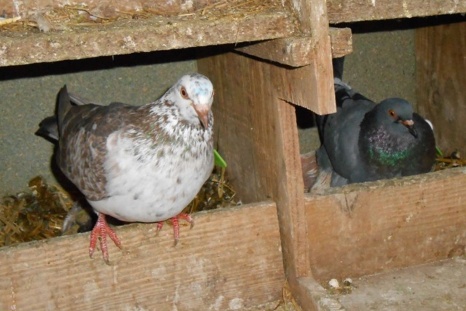 Pigeons - Luma 2
