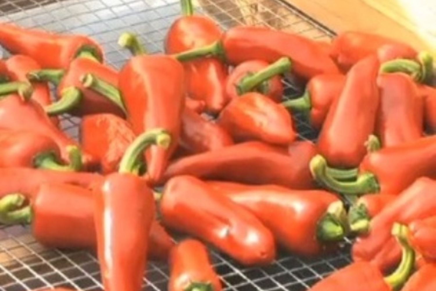 Piment-Belazkabieta-04