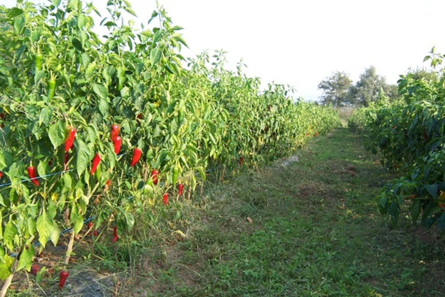 Piment-Charron  4