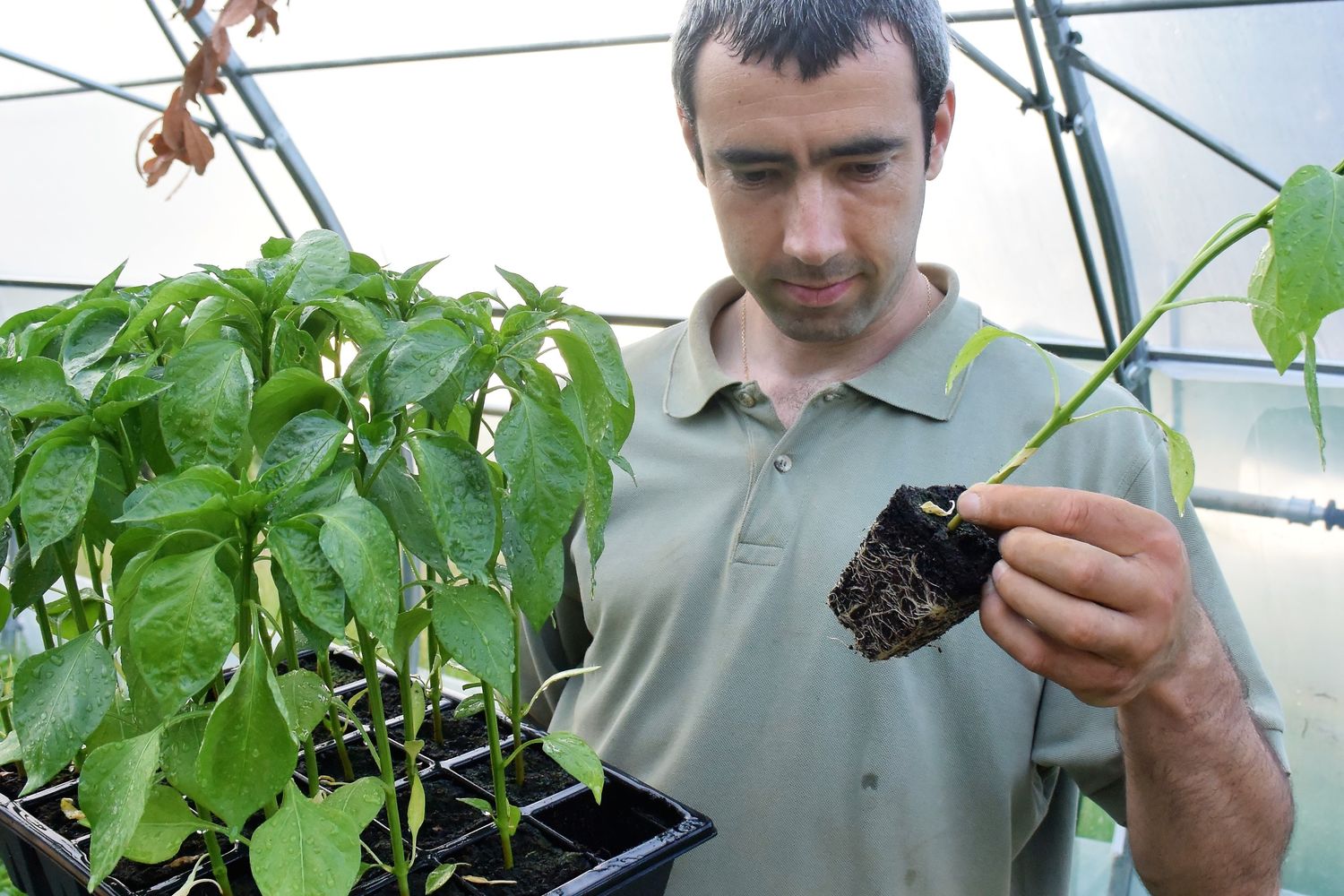 Piment - Elissalde Christophe plant de piment