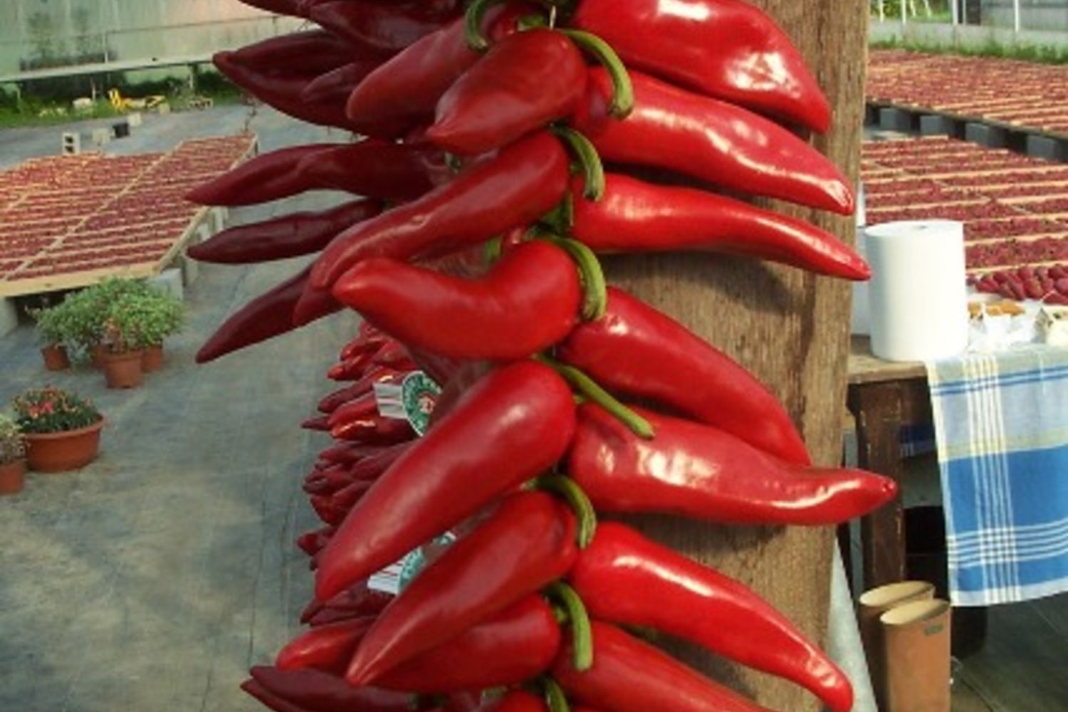 Piment - Hurpeau 1