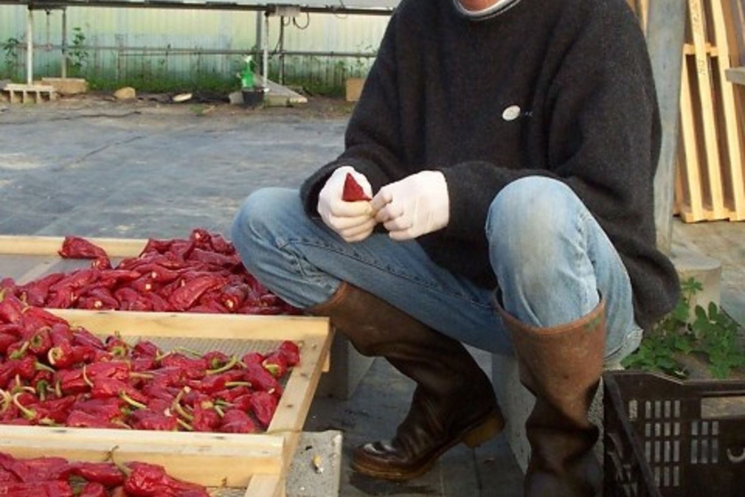 Piment - Hurpeau 2