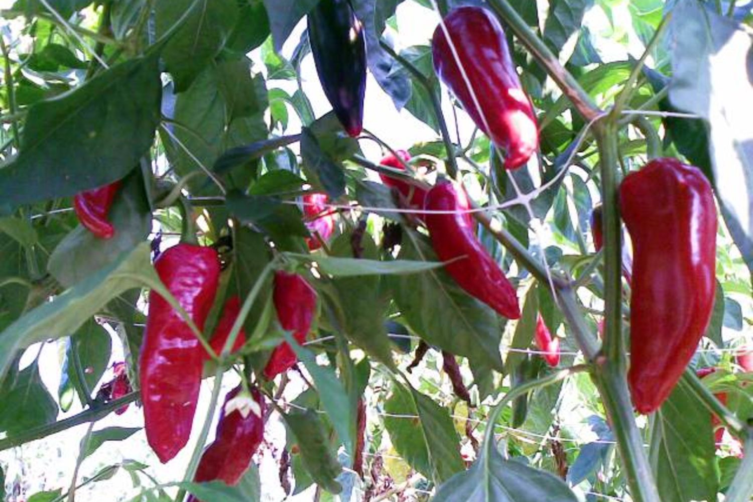Piment - Hurpeau 3