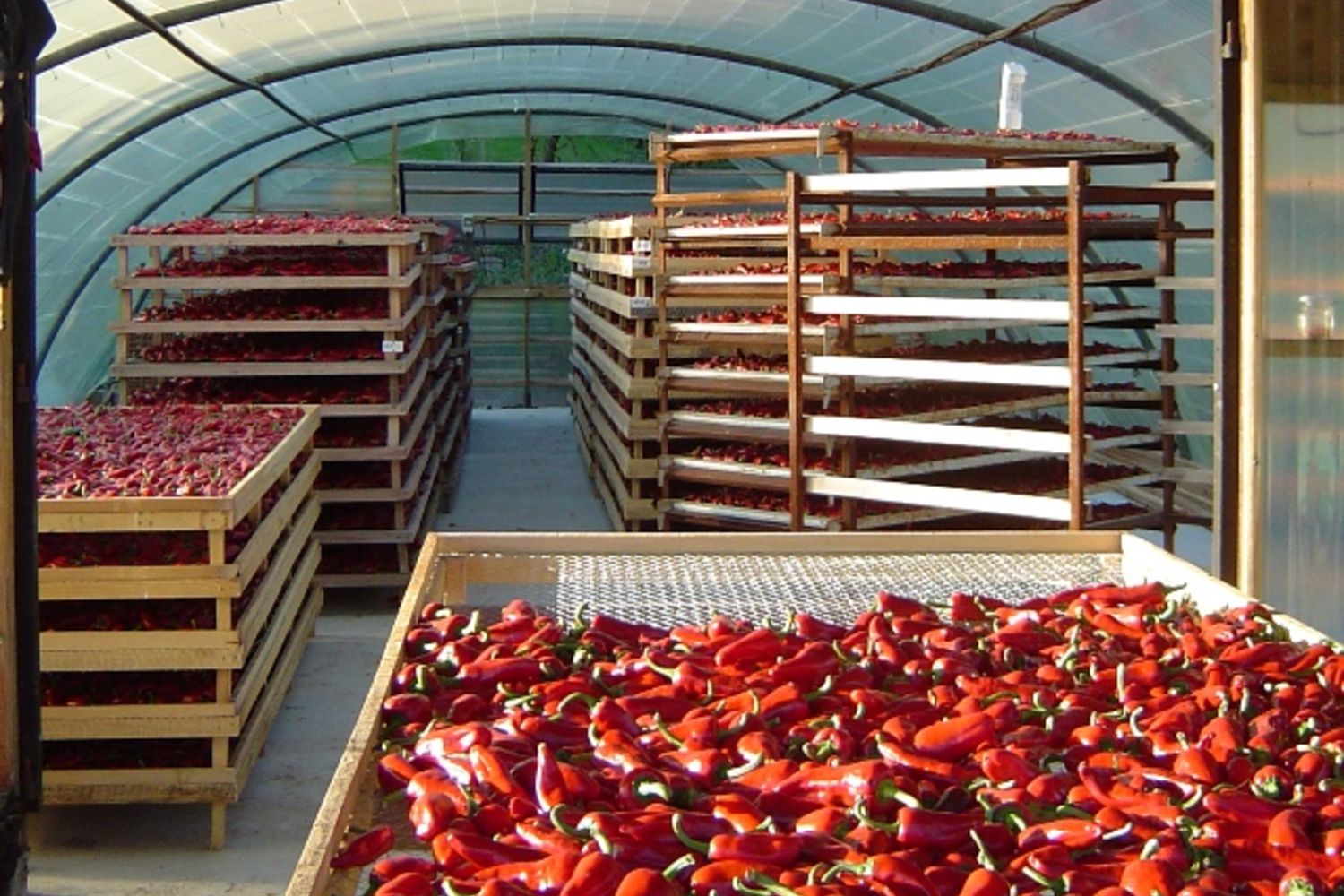 Piment  c Haranea  4