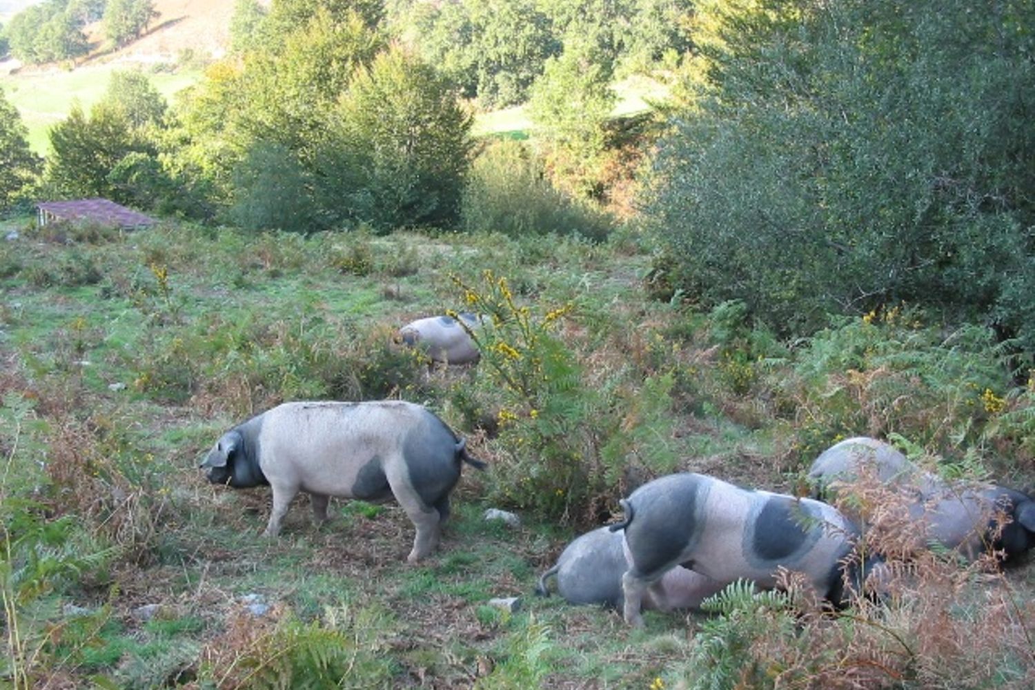 Porc  c Echecolanea 4