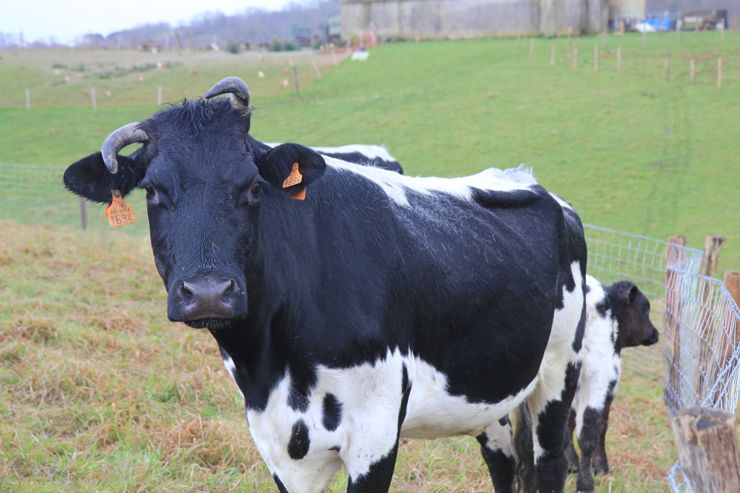 Theo-Salamon-Vaches-Bordelaise