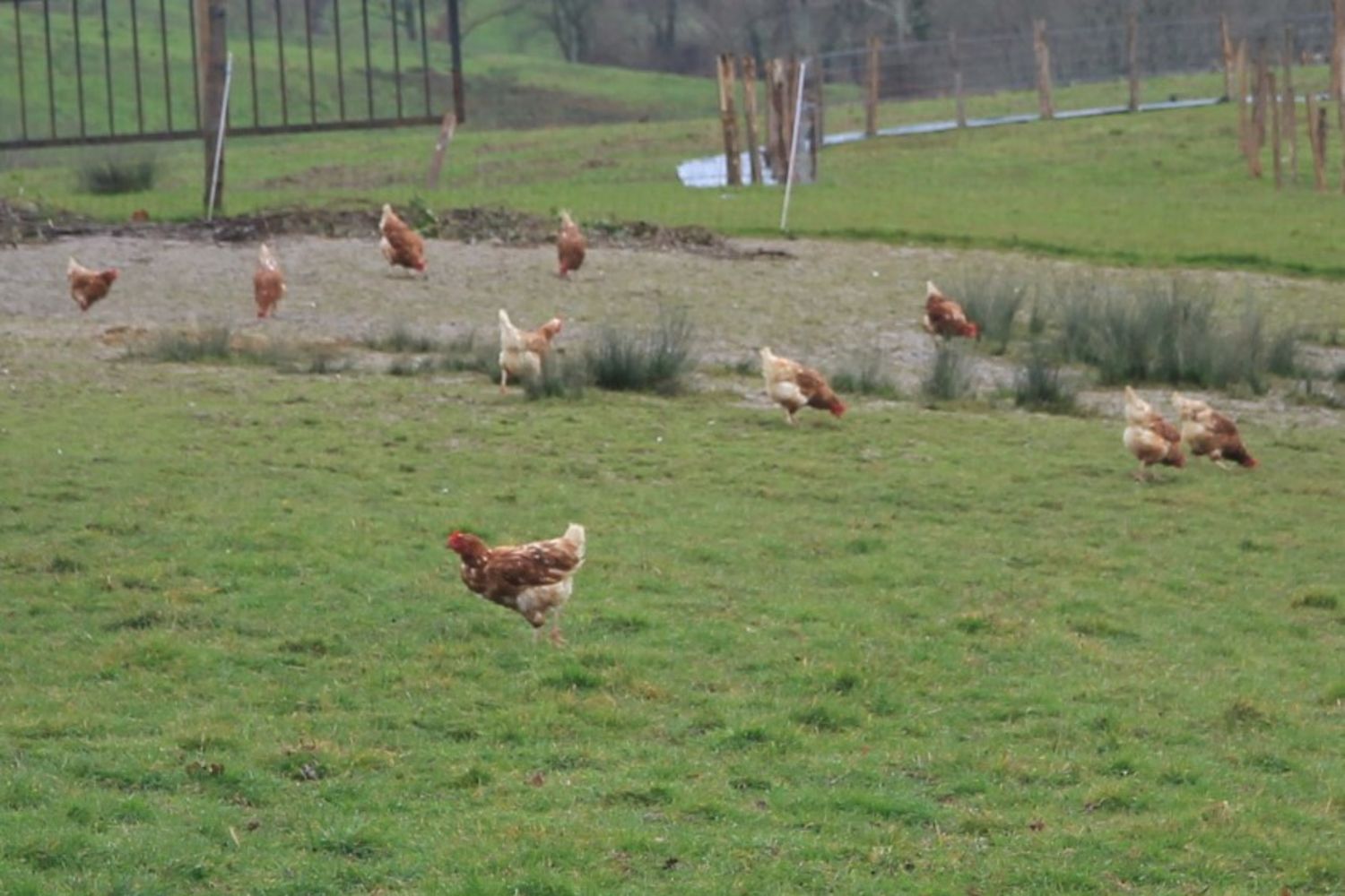 Theo-Salamon-poules