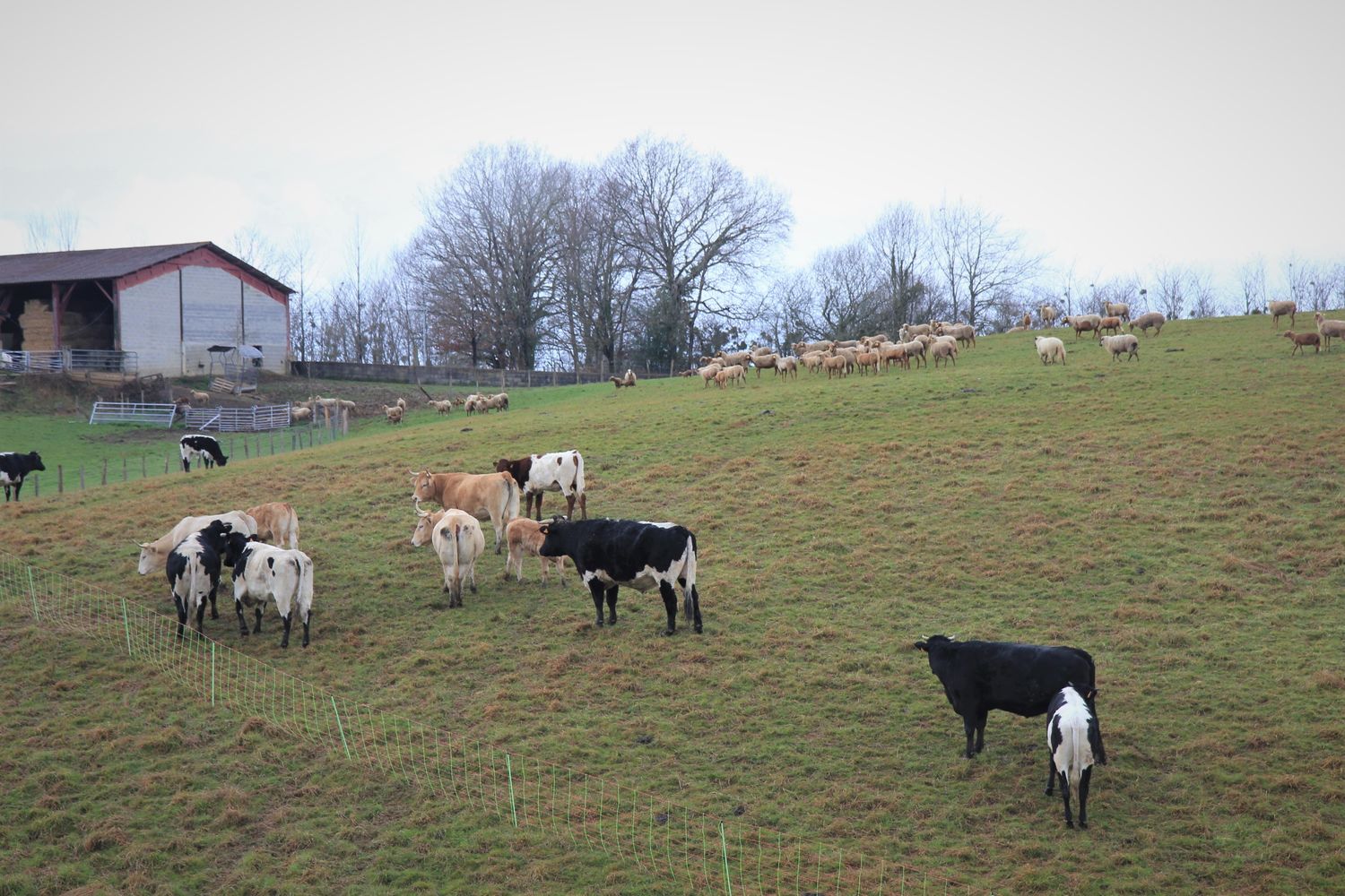 Theo-Salamon-vaches-brebis