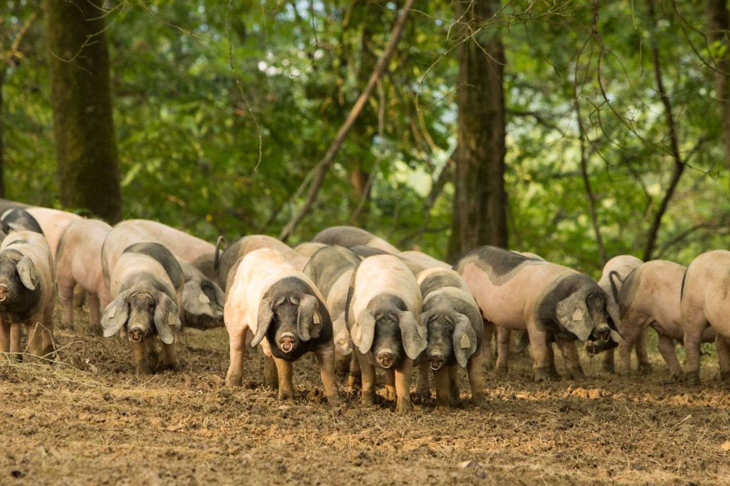 Uronakoborda-porc Kintoa