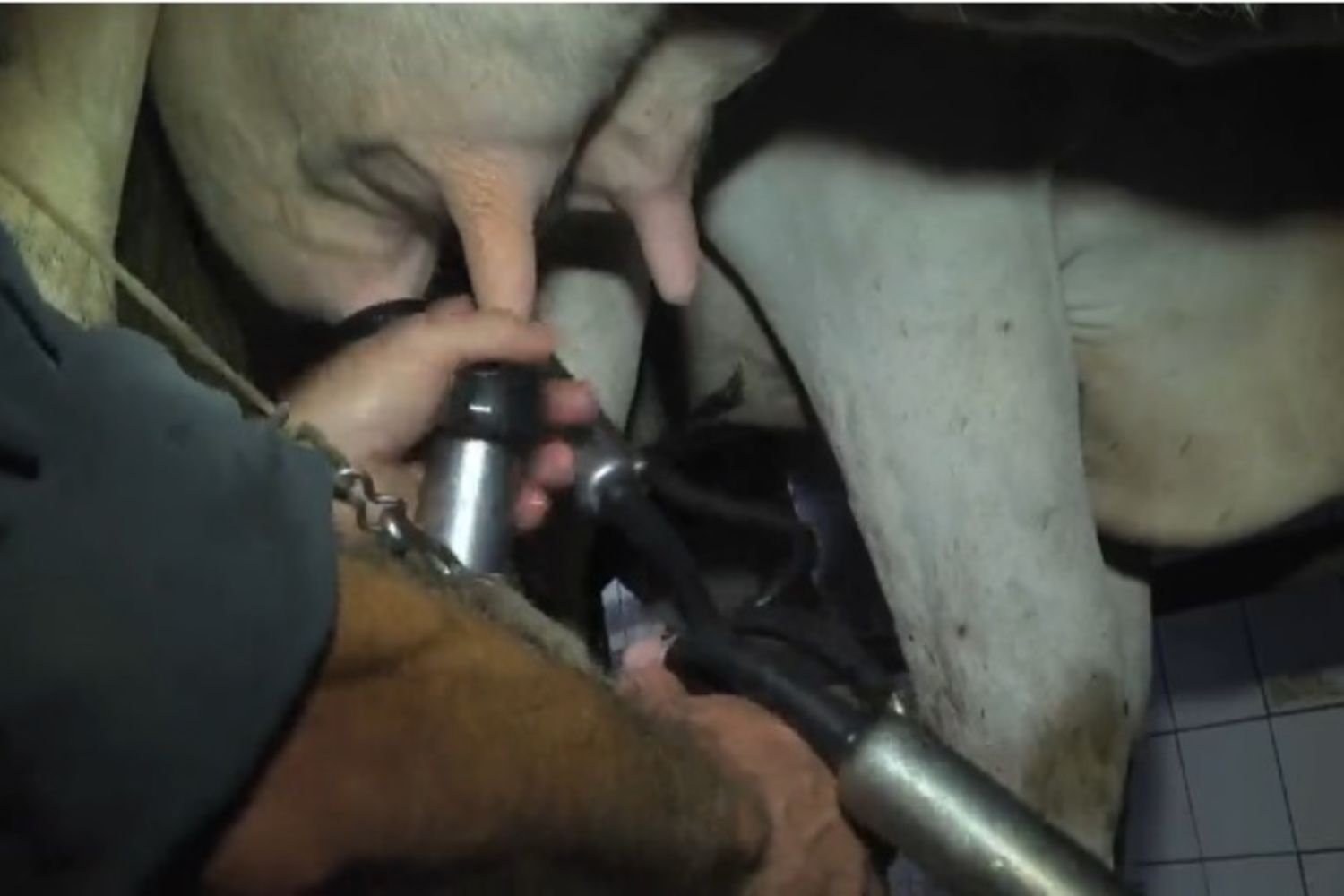 Vache-24