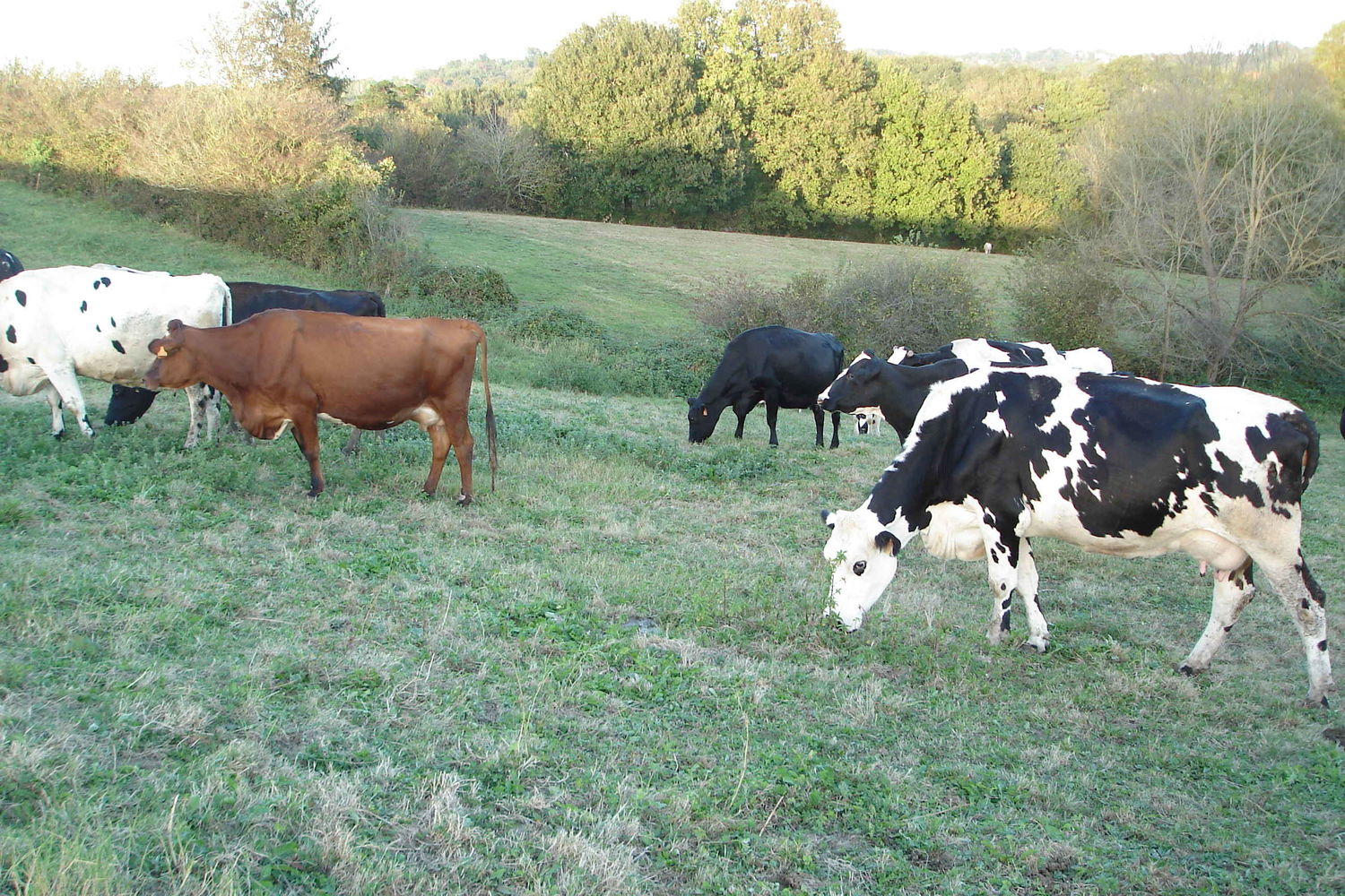 Vache - Agerrea - les vaches