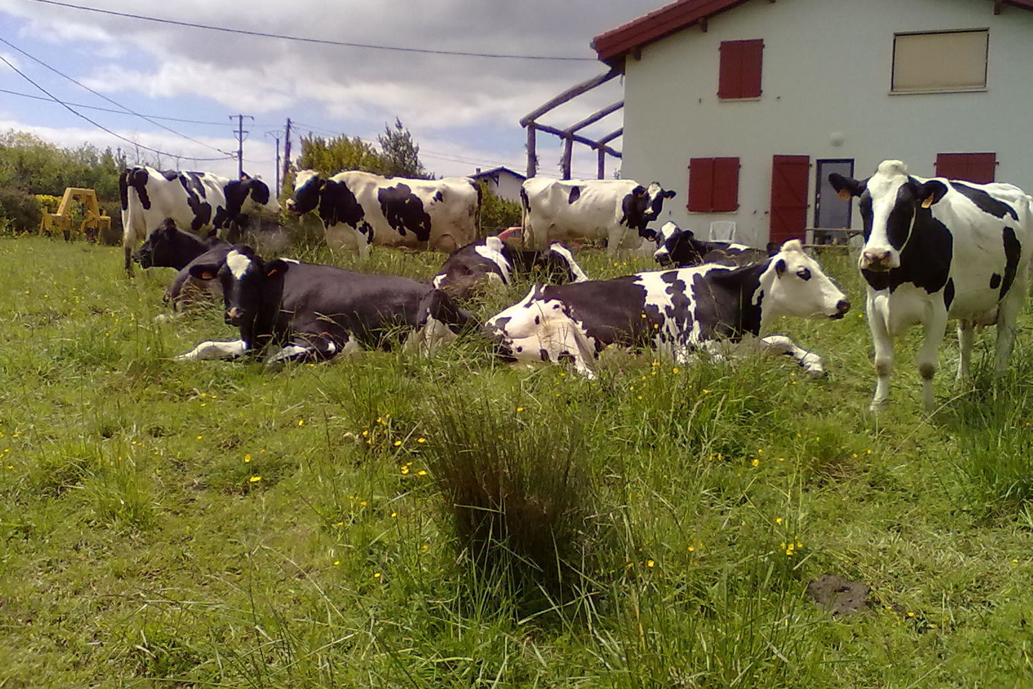 Vache - Agerrea - vaches devant la maison