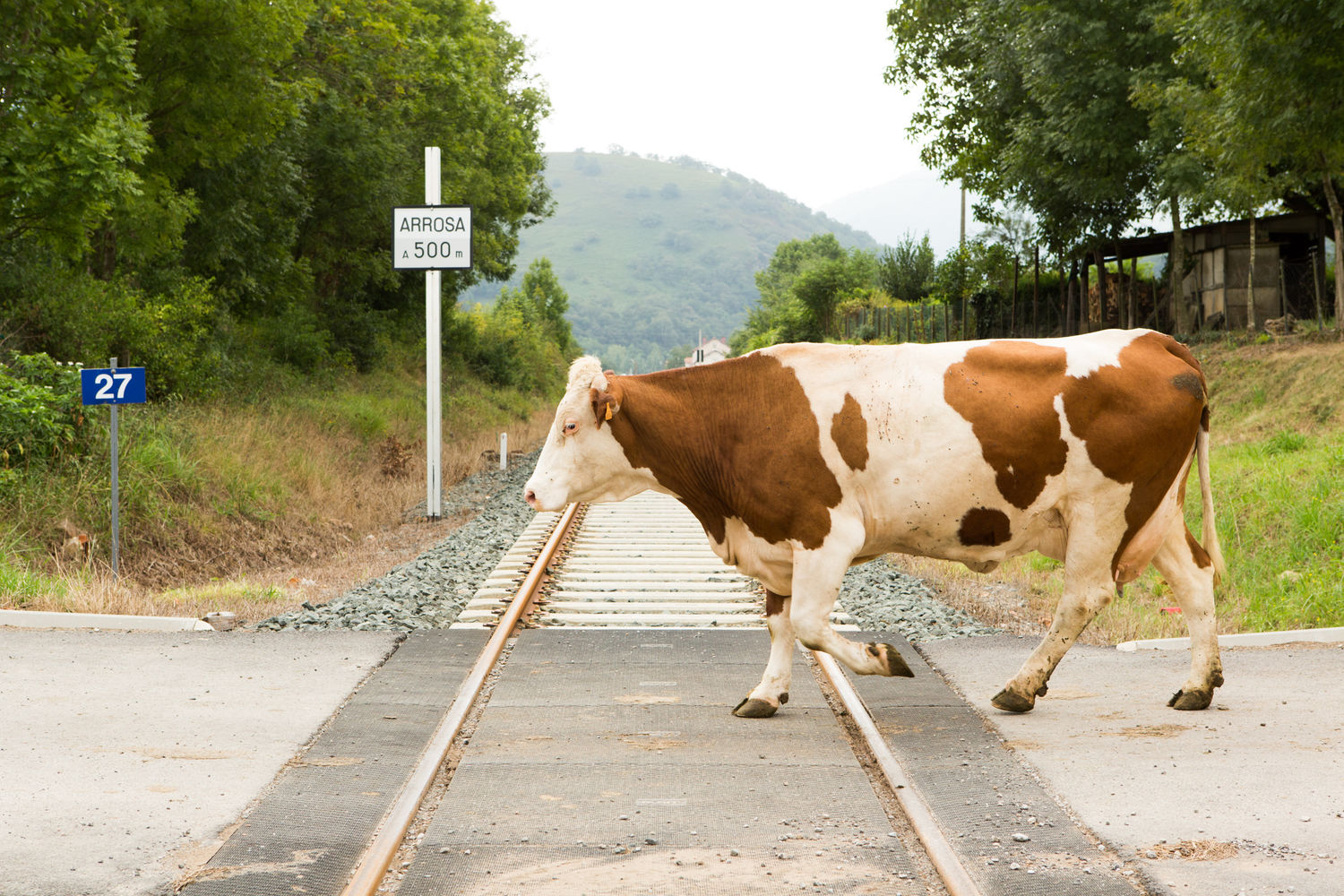 Vaches laitie  res - Ferme Oheta - vache allant au champ