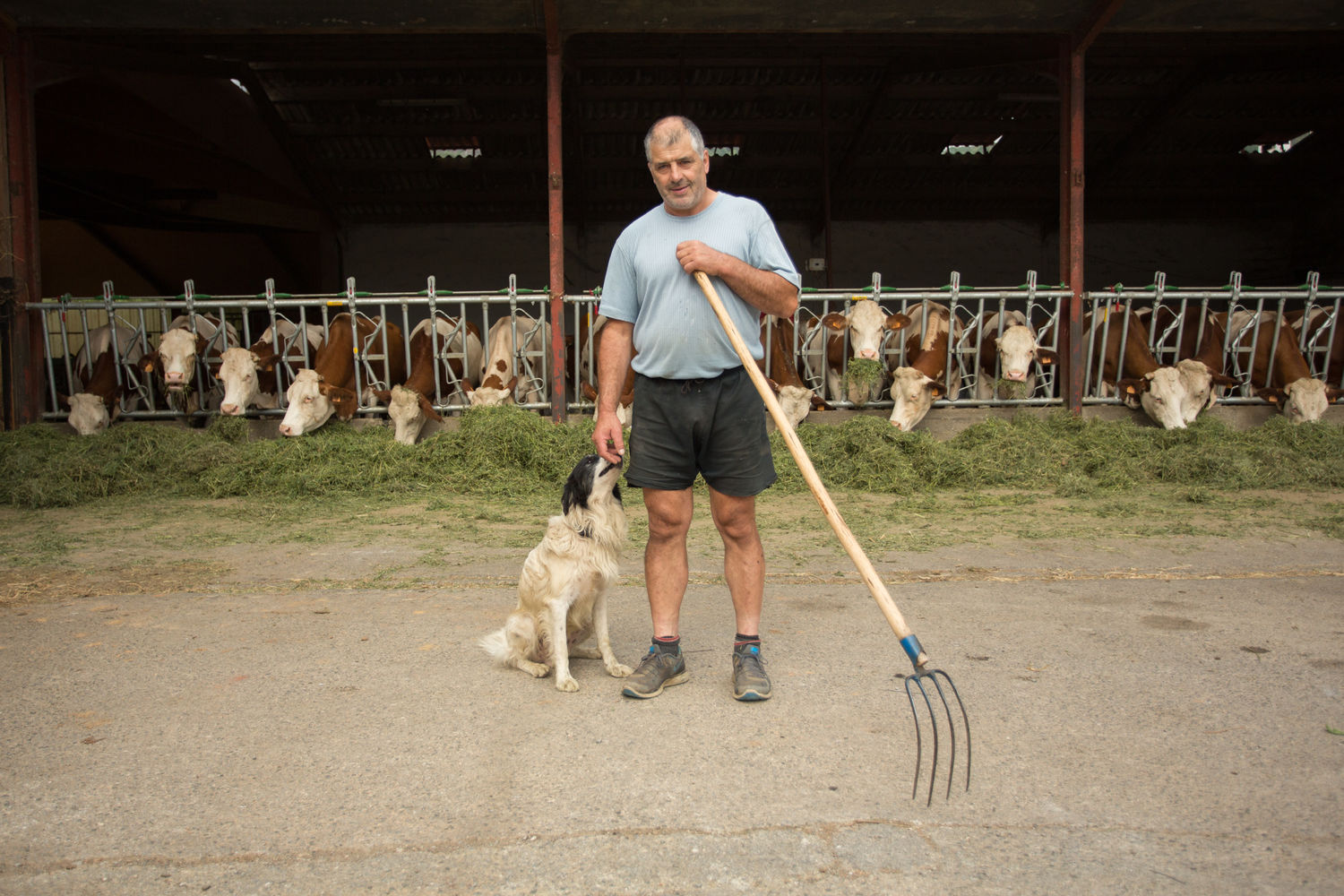 Vaches laitie  res - Oheta - Jean-Michel Brust