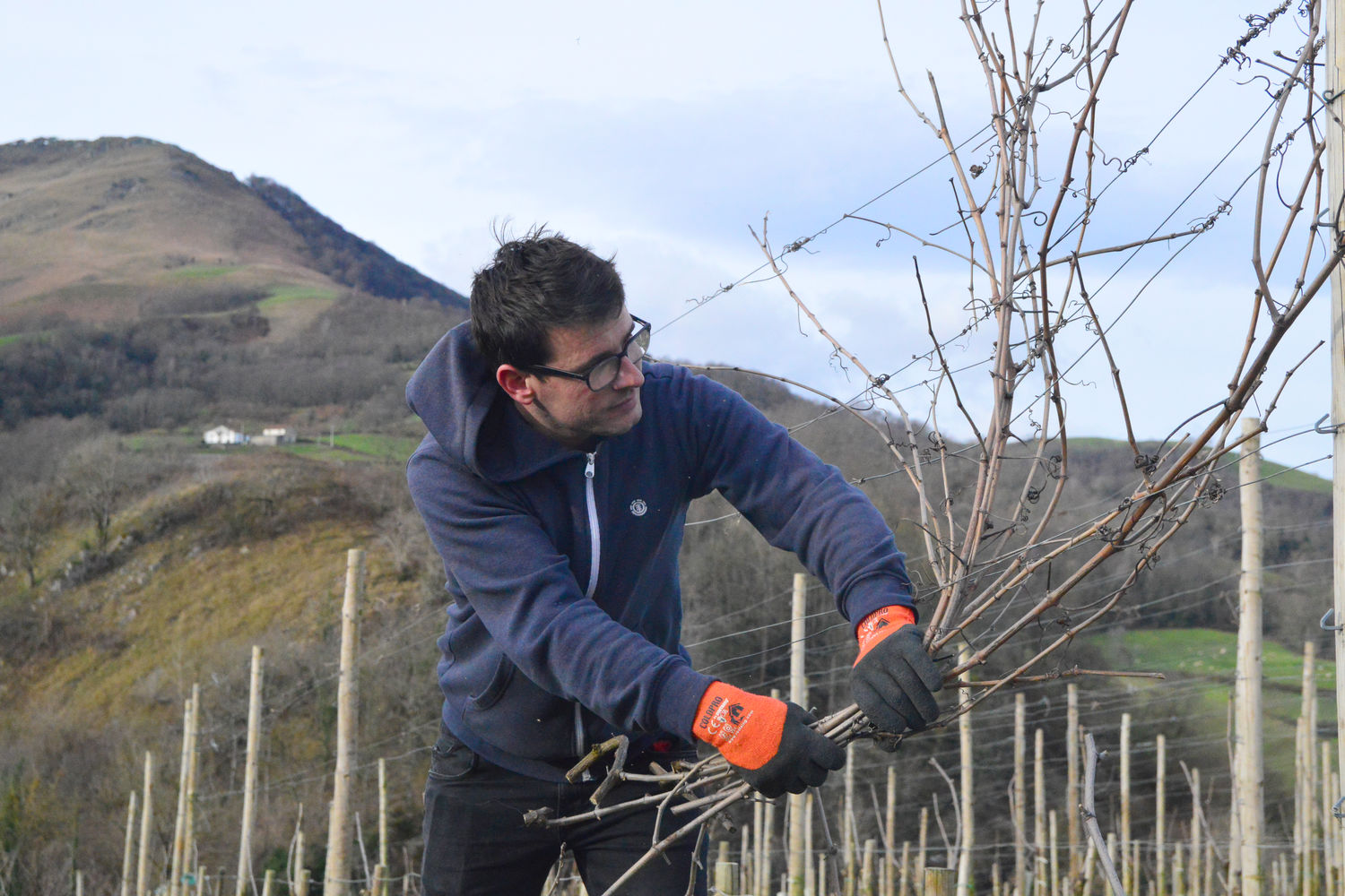 Vigne - Domaine Ameztia - taille de la vigne