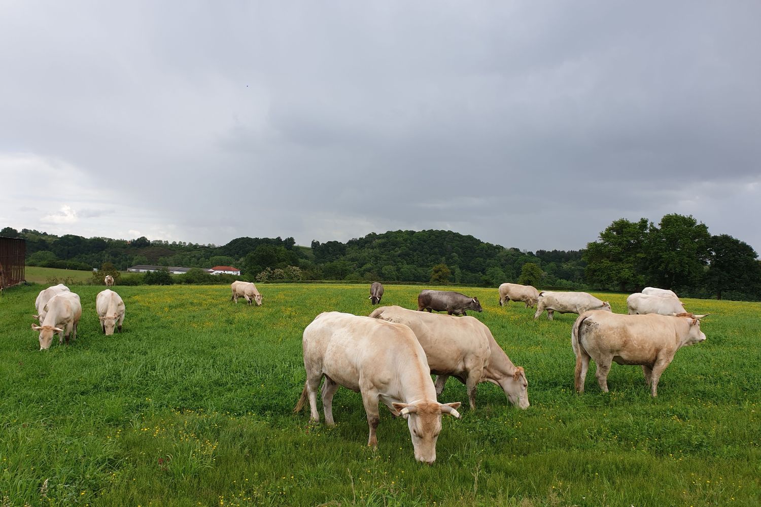 Xemiania - vaches