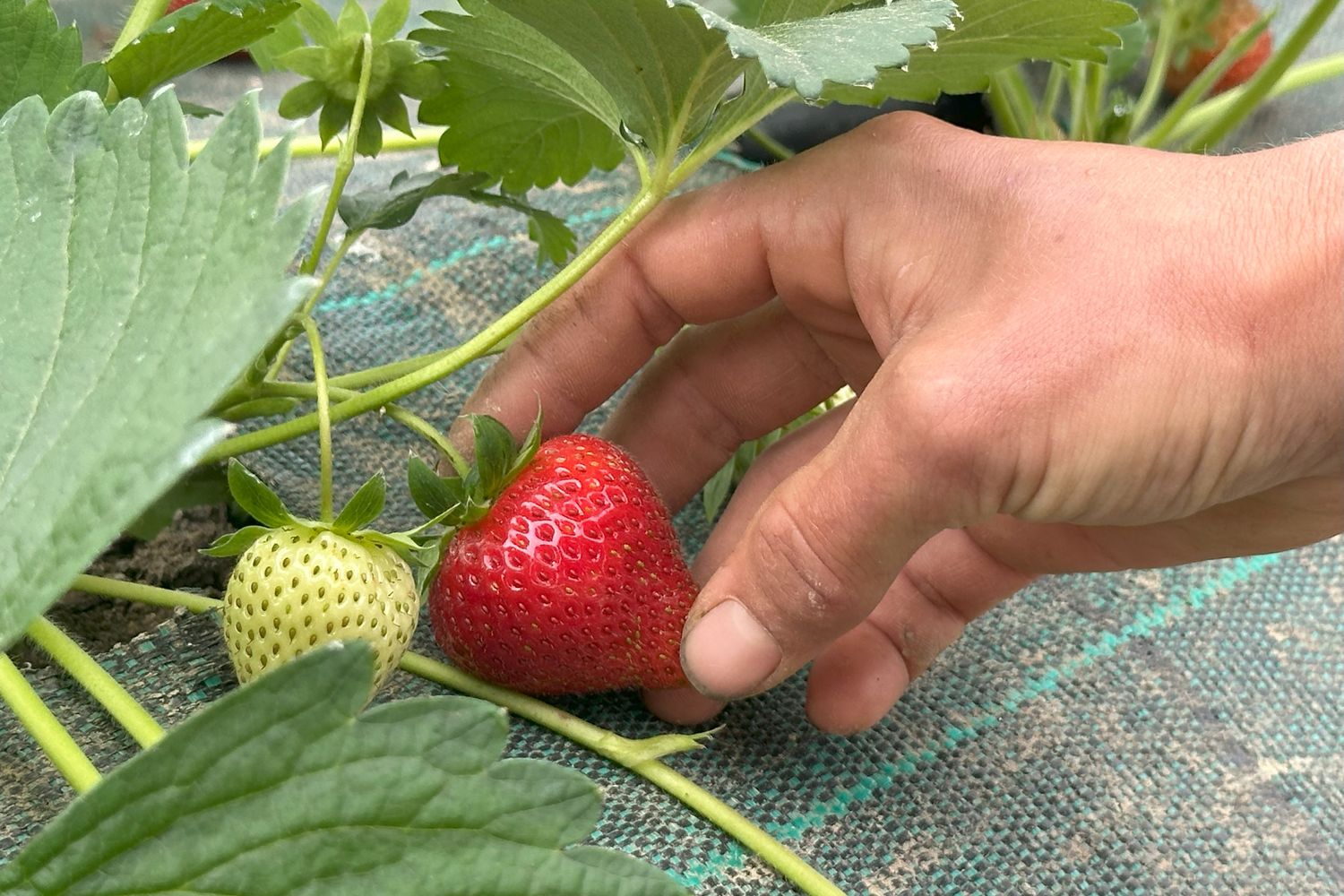 Zestia-Margaux-Fraises