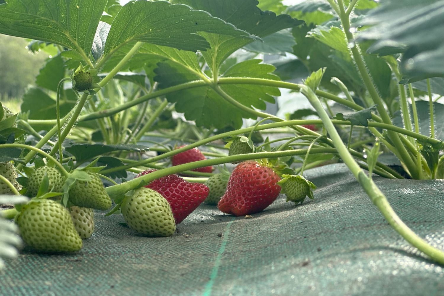 Zestia-Margaux-fraises serre