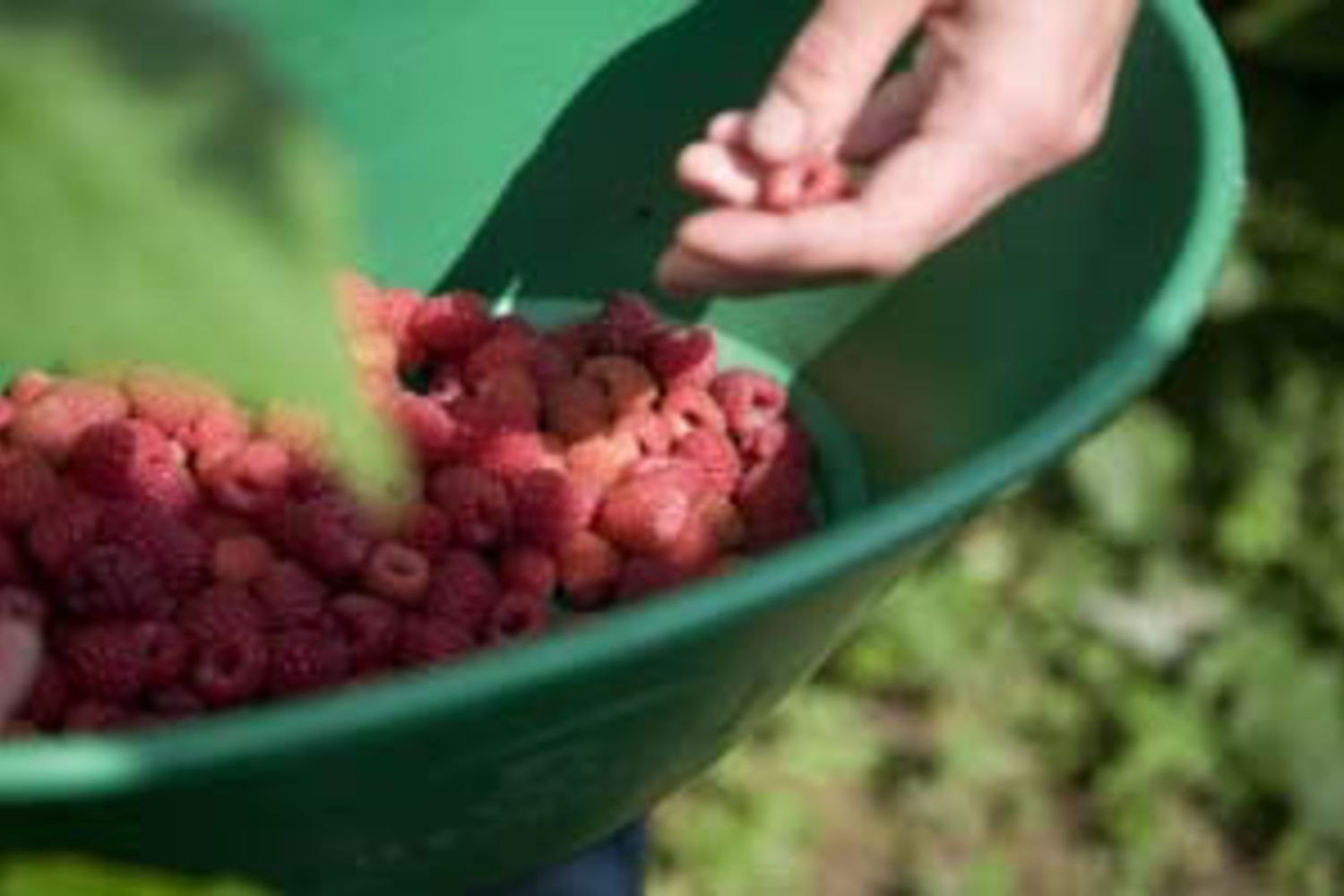 fruits---framboise-2