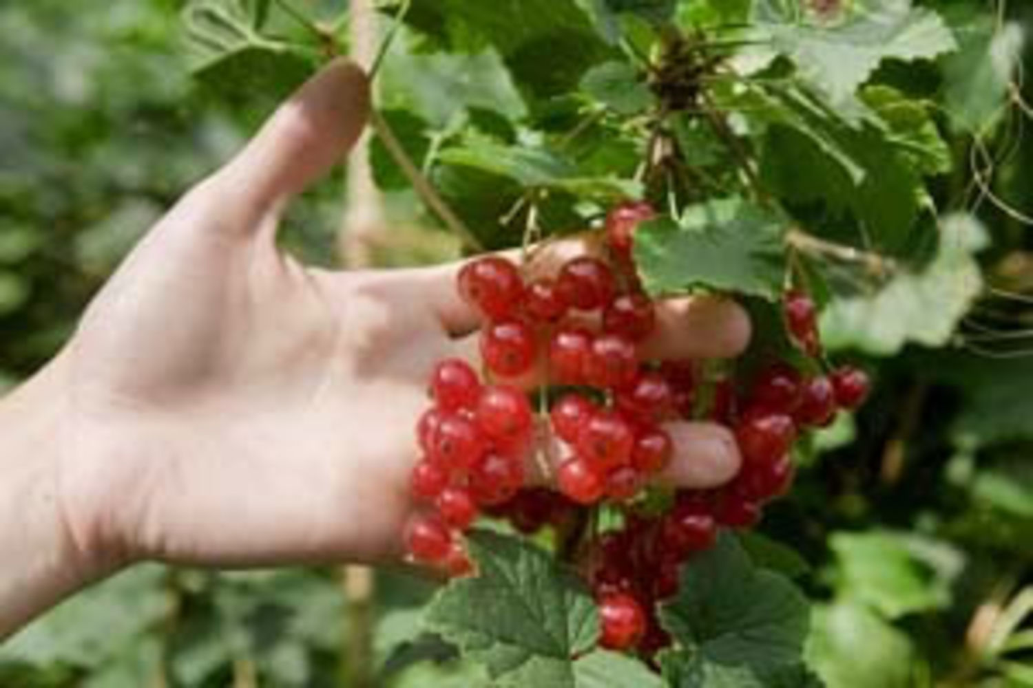 fruits---groseille-2