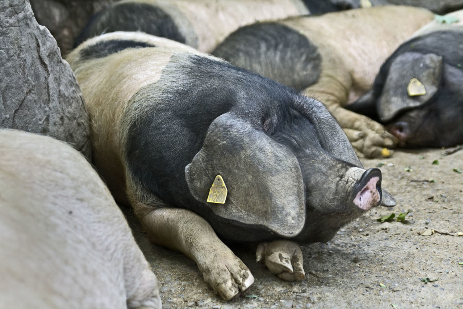 idoki porc basque 047