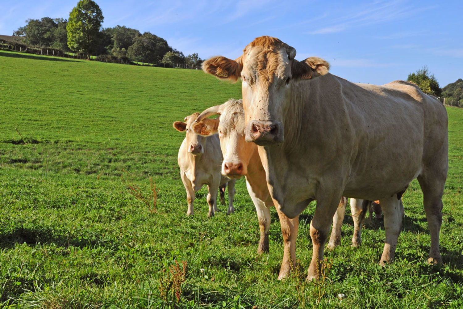 idoki vache blonde aquitaine 620