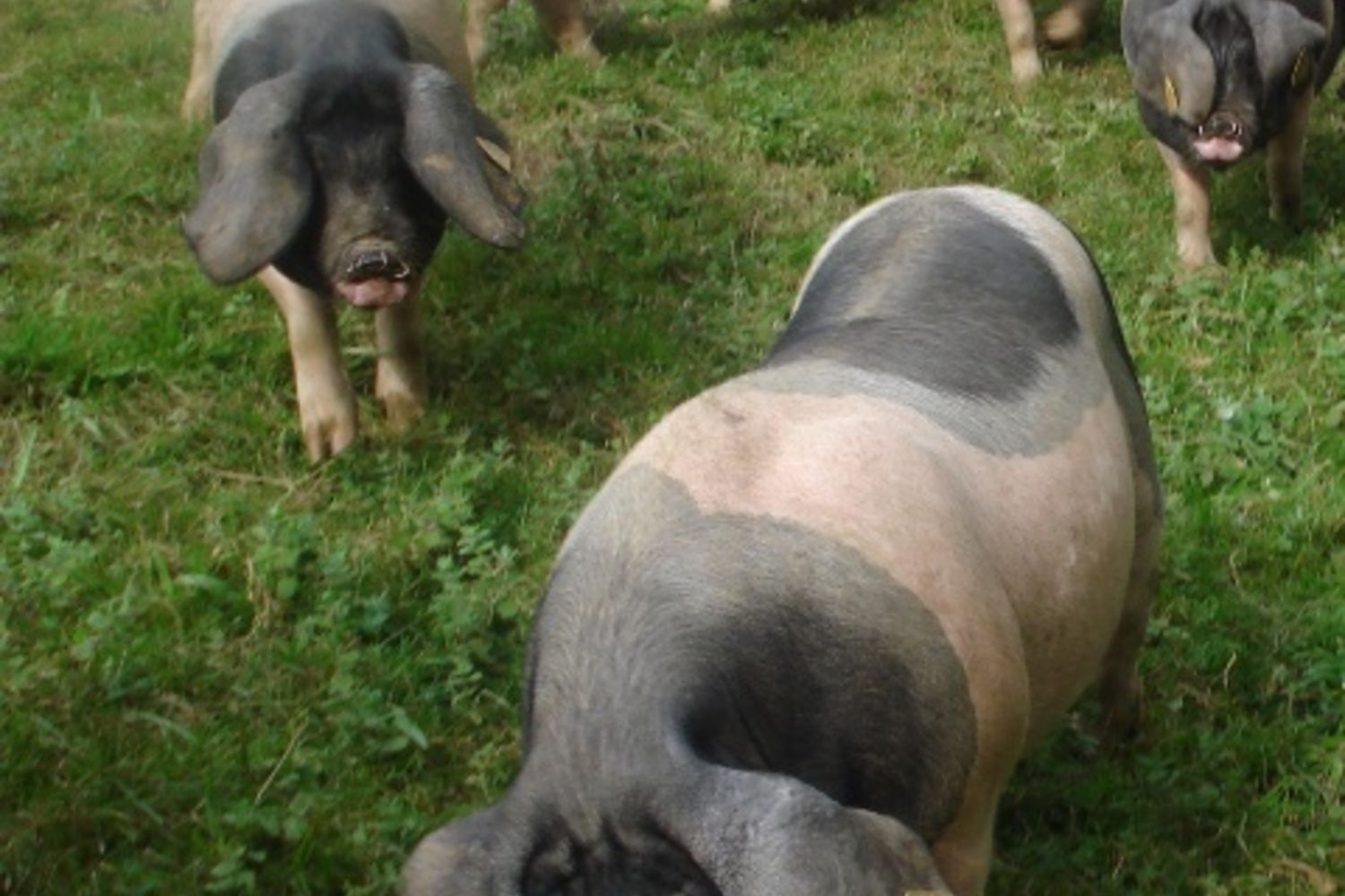 porc - xalbador 2