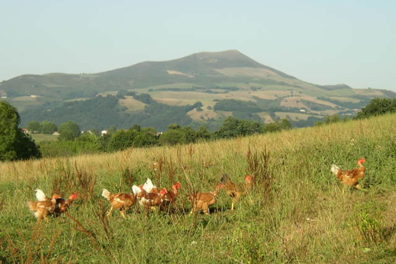 poulet---montagne