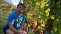 Gexan Costéra, AMEZTIA (St Etienne de Baigorry) : Vins AOP d'Irouléguy