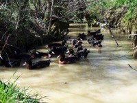 Accès à la rivière