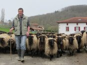Sébastien Astabie, sortant le troupeau de brebis tête noire à la pâture
