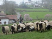 La saison du lait débute à la naissance des premiers agneaux