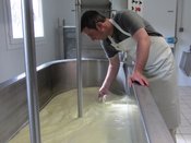 Le lait des brebis est emprésuré et brassé 