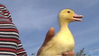Agnès Sallaberry, Bergouey-Viellenave (foie gras et confits de canard gras)