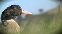 Agnès Sallaberry, Bergouey-Viellenave (foie gras et confits de canard gras)