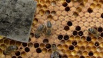 Alvéoles et abeilles noires sur la ruche