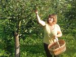 Ferme Goxagorri (Macaye) : fruits transformés