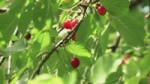 Cerise d'Itxassou Xapata