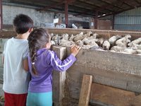 Visite Idek'Idoki : ferme Mantenunea à Amendeuix (ardi gasna)