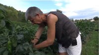 Laurence Lastiri, productrice de piment d'Espelette