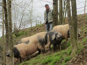Les porcs basques ont accès à un large parc boisé