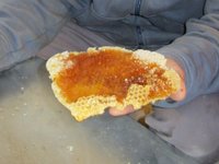 Ezkoa ekoizten dute erleek / Les abeilles produisent de la cire