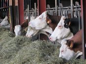 Les vaches profitent du bon foin de la ferme