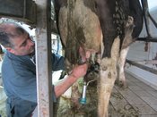 Jean Michel Brust, à la traite des vaches