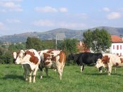 Les vaches pâturent paisiblement aux abords de la ferme Oheta 