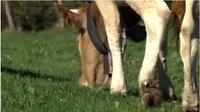 vente directe à la ferme Apezetxea à Lacarry